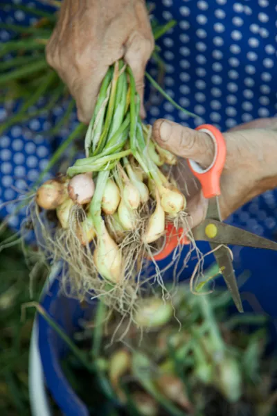anyagcsere, zöldség, egészség, táplálkozás, 