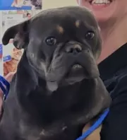 Leolvassák az új kutya mikrochipjét a menhelyen: aztán jön a sokk