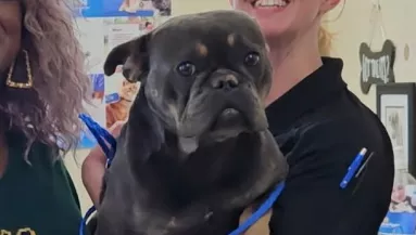 Leolvassák az új kutya mikrochipjét a menhelyen: aztán jön a sokk