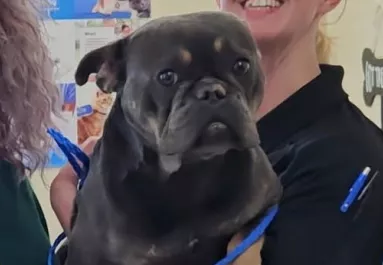 Leolvassák az új kutya mikrochipjét a menhelyen: aztán jön a sokk