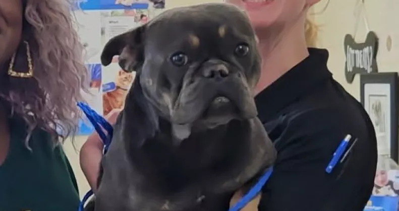 Leolvassák az új kutya mikrochipjét a menhelyen: aztán jön a sokk