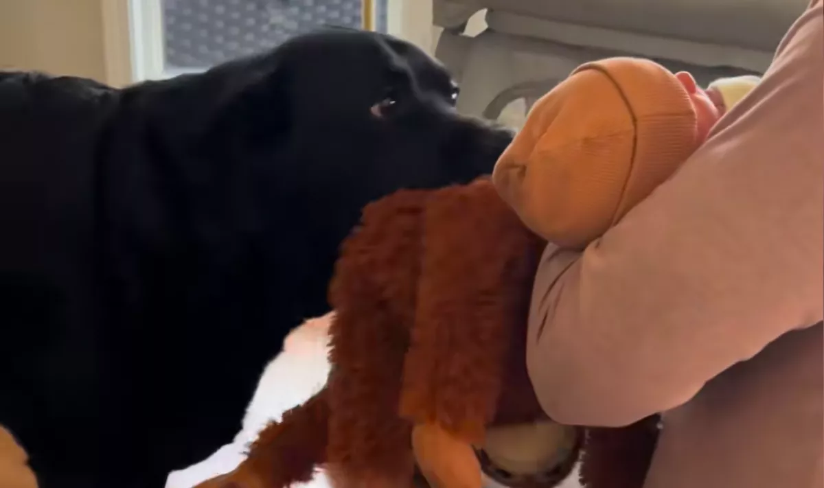 Először találkozik a babával a labrador: a reakciója telibe találja szülők szívét