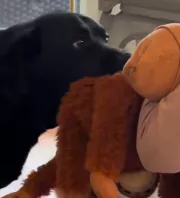 Először találkozik a babával a labrador: a reakciója telibe találja szülők szívét