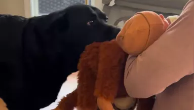 Először találkozik a babával a labrador: a reakciója telibe találja szülők szívét