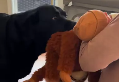 Először találkozik a babával a labrador: a reakciója telibe találja szülők szívét