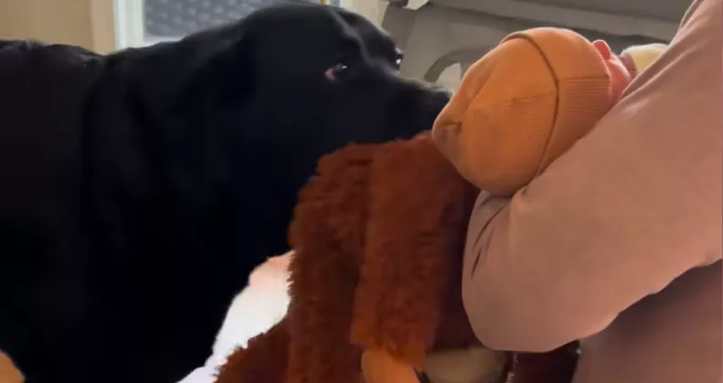 Először találkozik a babával a labrador: a reakciója telibe találja szülők szívét