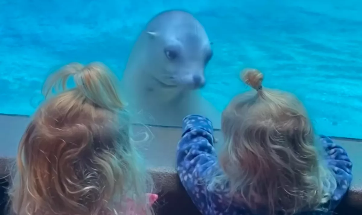 Először lát ikreket a fóka: a reakciója felbecsülhetetlen