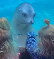 Először lát ikreket a fóka: a reakciója felbecsülhetetlen