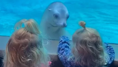 Először lát ikreket a fóka: a reakciója felbecsülhetetlen