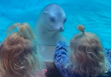 Először lát ikreket a fóka: a reakciója felbecsülhetetlen