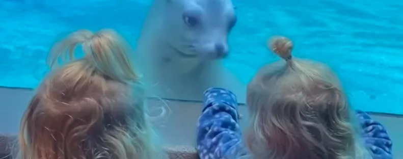 Először lát ikreket a fóka: a reakciója felbecsülhetetlen