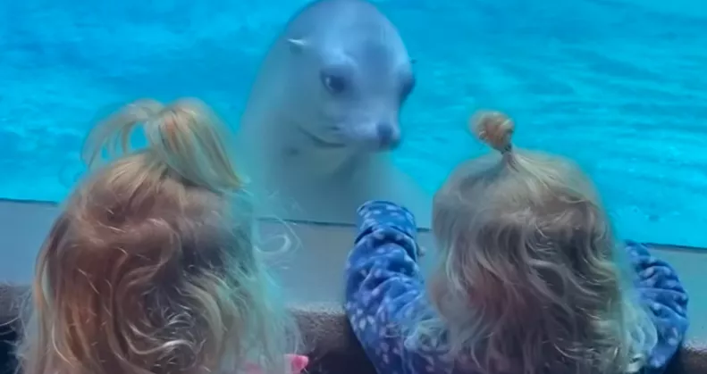 Először lát ikreket a fóka: a reakciója felbecsülhetetlen