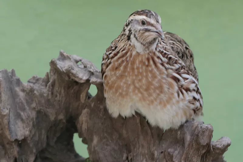 fürj, tojás, egészség, tanulmány,