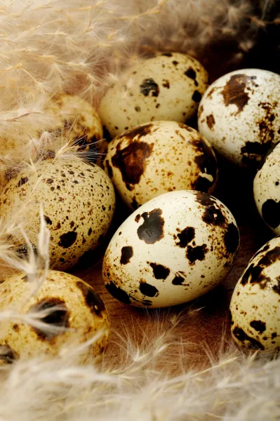 fürj, tojás, egészség, tanulmány,