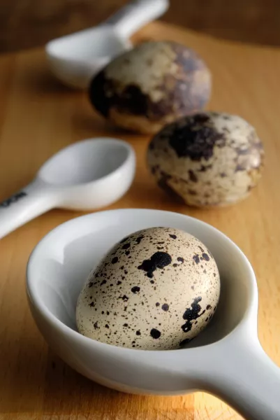 fürj, tojás, egészség, tanulmány,