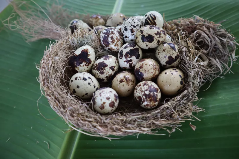 fürj, tojás, egészség, tanulmány,