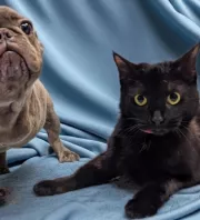 Találkozik a háromlábú kutya és macska: majd szívek olvadnak el