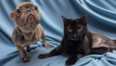 Találkozik a háromlábú kutya és macska: majd szívek olvadnak el