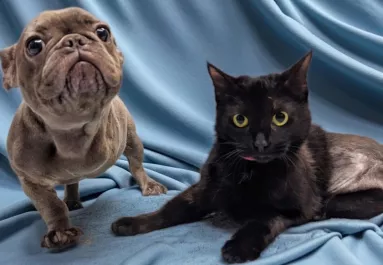 Találkozik a háromlábú kutya és macska: majd szívek olvadnak el