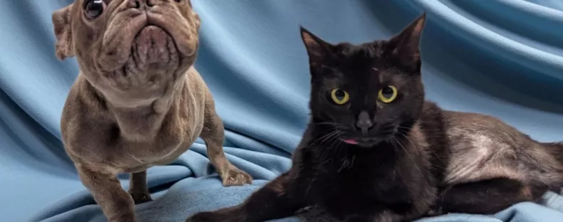 Találkozik a háromlábú kutya és macska: majd szívek olvadnak el