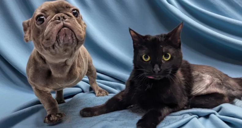 Találkozik a háromlábú kutya és macska: majd szívek olvadnak el