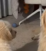 Nem nyűgözi le az új kiskutya a golden retrievert: amit a pici ezután tesz, attól minden szív elolvad