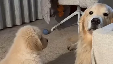 Nem nyűgözi le az új kiskutya a golden retrievert: amit a pici ezután tesz, attól minden szív elolvad