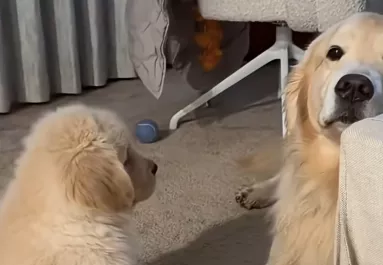 Nem nyűgözi le az új kiskutya a golden retrievert: amit a pici ezután tesz, attól minden szív elolvad