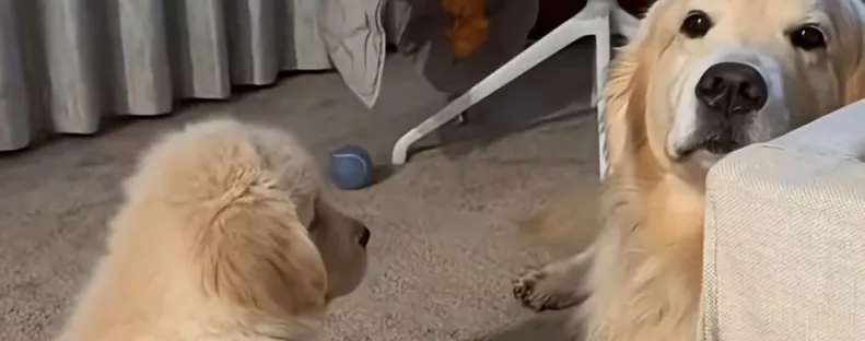 Nem nyűgözi le az új kiskutya a golden retrievert: amit a pici ezután tesz, attól minden szív elolvad