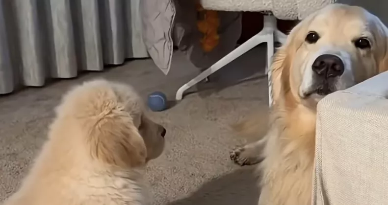 Nem nyűgözi le az új kiskutya a golden retrievert: amit a pici ezután tesz, attól minden szív elolvad