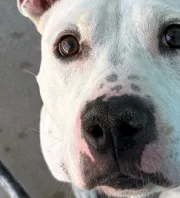 Ellenőrzik az új kutya mikrochipjét a menhelyen: aztán leesik az álluk