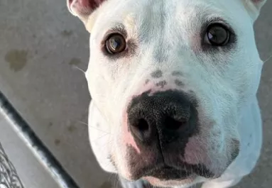 Ellenőrzik az új kutya mikrochipjét a menhelyen: aztán leesik az álluk