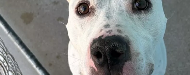 Ellenőrzik az új kutya mikrochipjét a menhelyen: aztán leesik az álluk