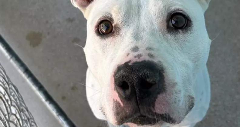 Ellenőrzik az új kutya mikrochipjét a menhelyen: aztán leesik az álluk