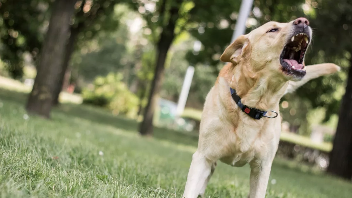 Szörnyű támadás: egy ötnapos babát ölt meg a család kutyája