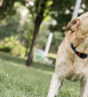 Szörnyű támadás: egy ötnapos babát ölt meg a család kutyája