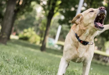 Szörnyű támadás: egy ötnapos babát ölt meg a család kutyája