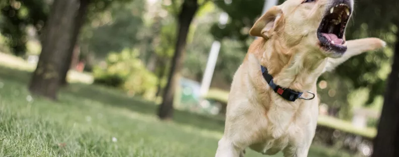 Szörnyű támadás: egy ötnapos babát ölt meg a család kutyája