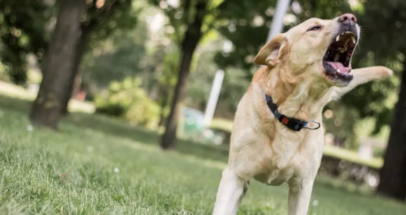Szörnyű támadás: egy ötnapos babát ölt meg a család kutyája