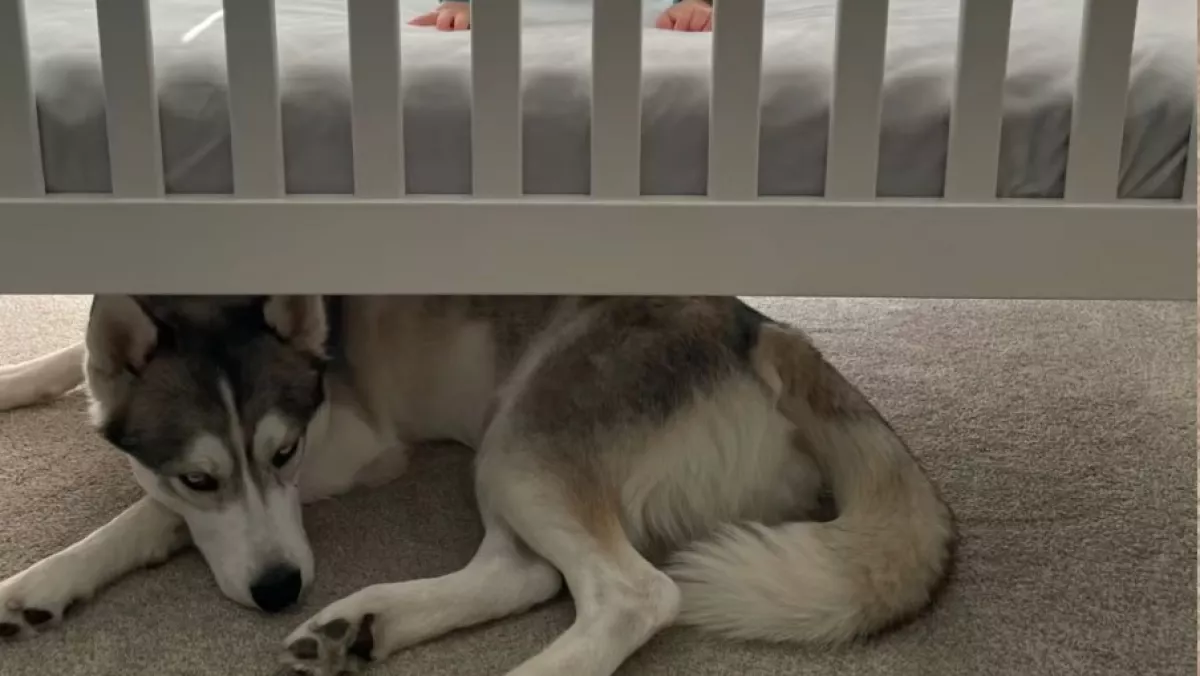 Mindig a babaágy alatt alszik a husky: amit a kisfiú tesz, könnyeket fakaszt