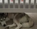 Mindig a babaágy alatt alszik a husky: amit a kisfiú tesz, könnyeket fakaszt