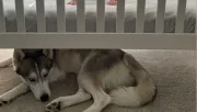 Mindig a babaágy alatt alszik a husky: amit a kisfiú tesz, könnyeket fakaszt