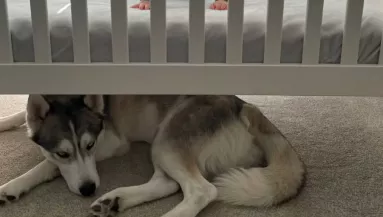 Mindig a babaágy alatt alszik a husky: amit a kisfiú tesz, könnyeket fakaszt