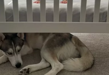 Mindig a babaágy alatt alszik a husky: amit a kisfiú tesz, könnyeket fakaszt