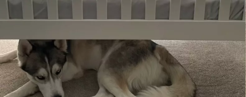 Mindig a babaágy alatt alszik a husky: amit a kisfiú tesz, könnyeket fakaszt