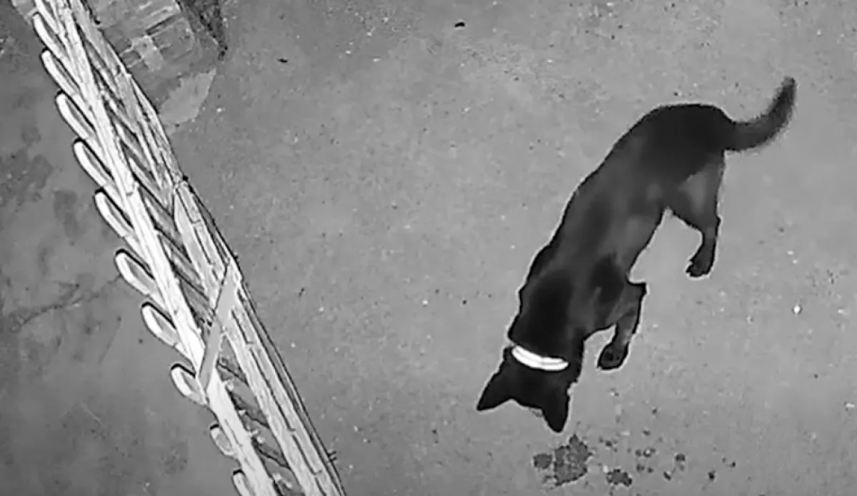 Zavarta a kapuvári nőt egy szomszéd kutya ugatása: amit tett, borzalmas