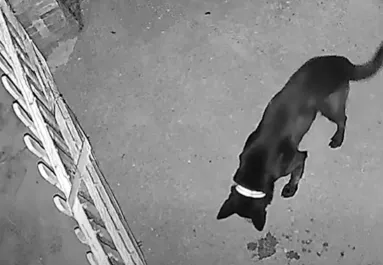 Zavarta a kapuvári nőt egy szomszéd kutya ugatása: amit tett, borzalmas