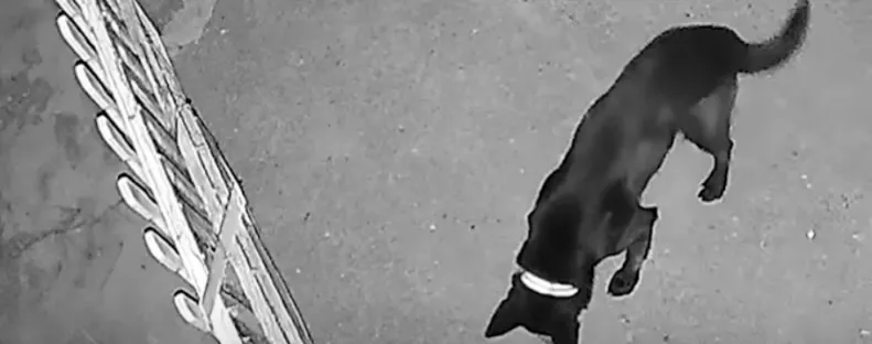 Zavarta a kapuvári nőt egy szomszéd kutya ugatása: amit tett, borzalmas