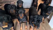 Kilenc rottweilerrel él a férfi: felkavaró, ki lakik még velük