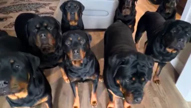 Kilenc rottweilerrel él a férfi: felkavaró, ki lakik még velük